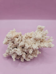 Ivory Bush Coral – Oculina Varicosa (4.5