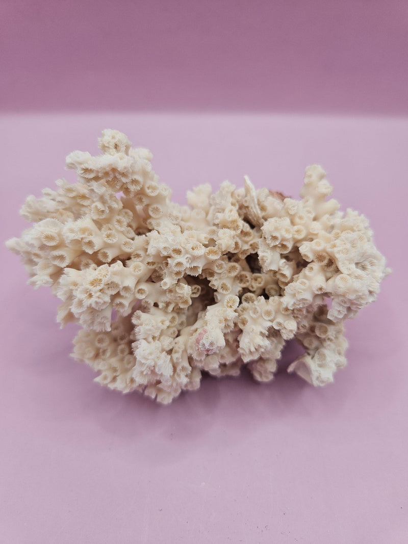 Ivory Bush Coral – Oculina Varicosa (4.5") - CoralLoving Coastal Living