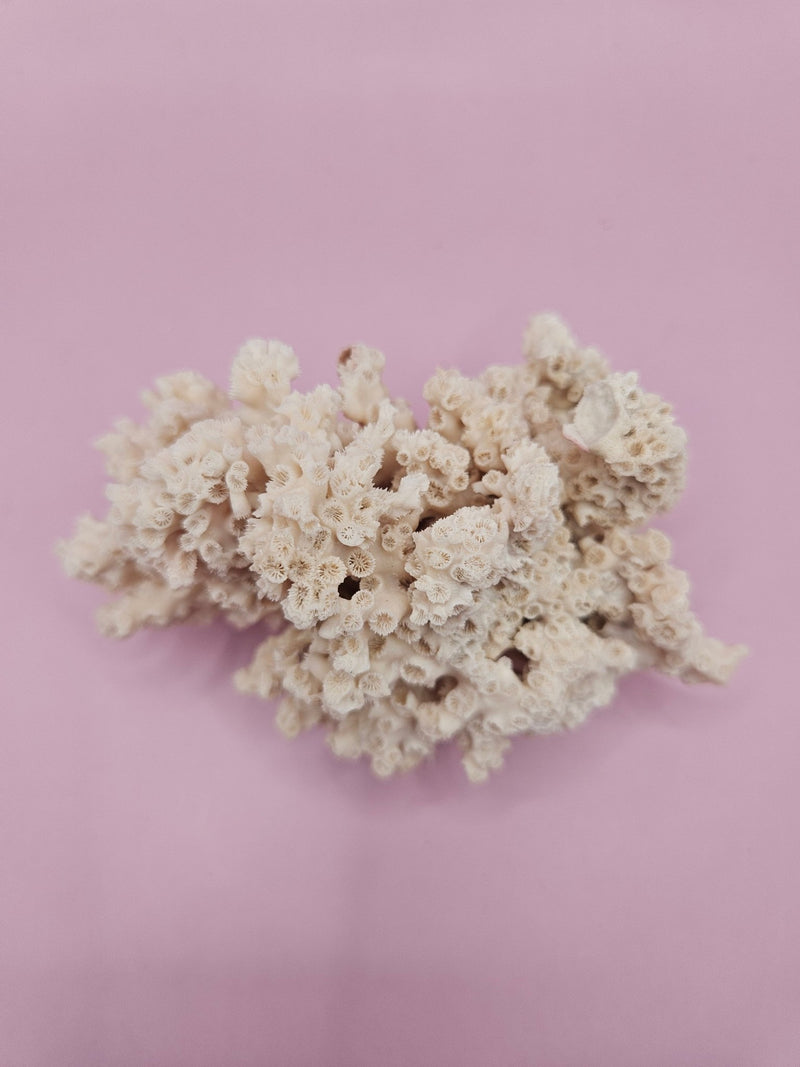 Ivory Bush Coral – Oculina Varicosa (4.5") - CoralLoving Coastal Living