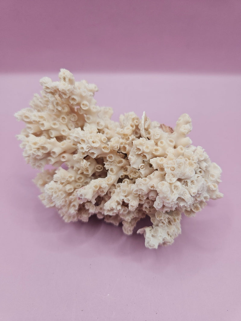 Ivory Bush Coral – Oculina Varicosa (4.5") - CoralLoving Coastal Living