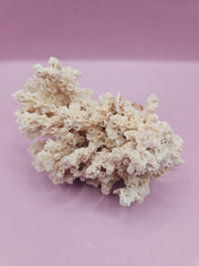 Ivory Bush Coral – Oculina Varicosa (4.5