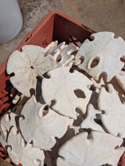 Ivory Mexican Keyhole Sand Dollar - Sand DollarLoving Coastal Living