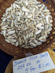Juvenile Olive Shells - Loving Coastal Living