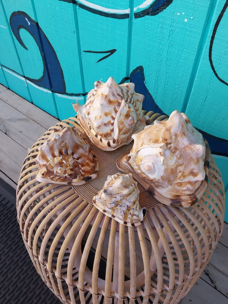 King Helmet Cassis Tuberosa Shell - ShellsLoving Coastal Living