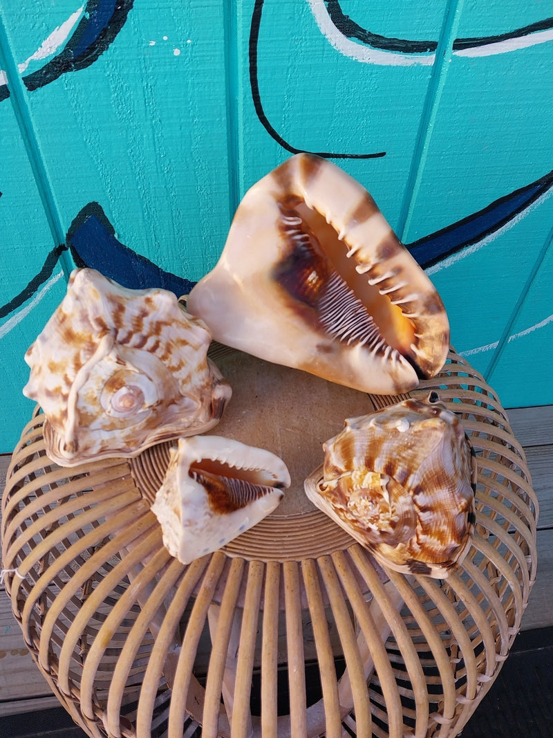 King Helmet Cassis Tuberosa Shell - ShellsLoving Coastal Living