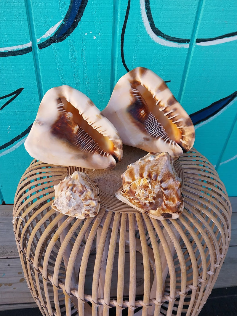 King Helmet Cassis Tuberosa Shell - ShellsLoving Coastal Living