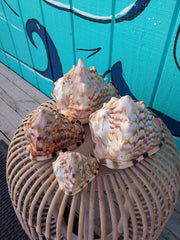 King Helmet Cassis Tuberosa Shell - ShellsLoving Coastal Living