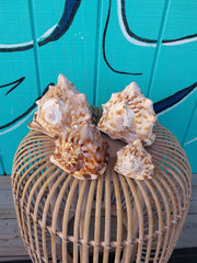 King Helmet Cassis Tuberosa Shell - ShellsLoving Coastal Living