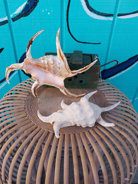 aLORS coquillage コキアージュ 新品タグ有 1 ¥51700激安 Lambis Harpago Chiragra Spider Shell (Chiagra) | Loving Coastal Living