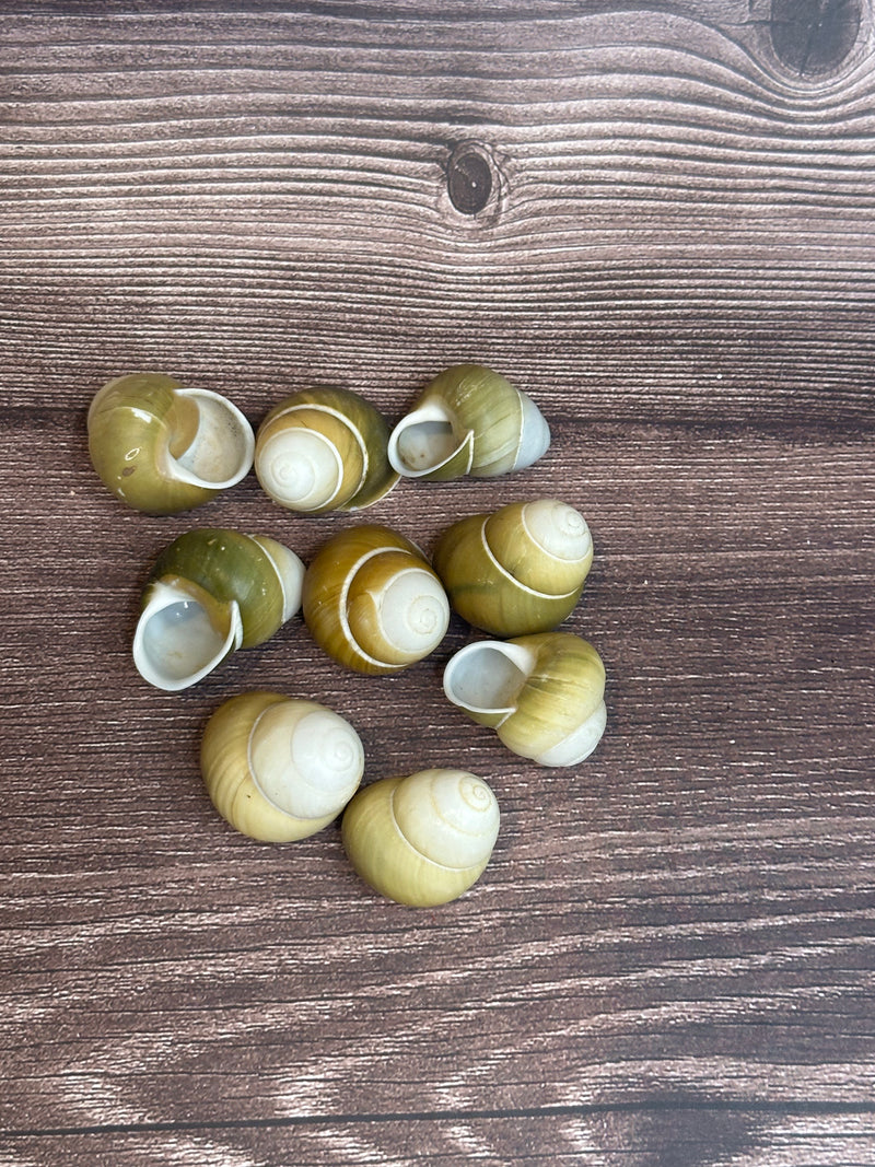 Group of Helicostyla jonasi land snail shells in natural green and tan tones, displayed on a wooden surface.