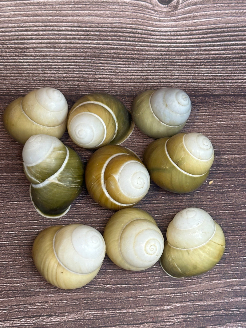 Group of Helicostyla jonasi land snail shells in natural green and tan tones, displayed on a wooden surface.