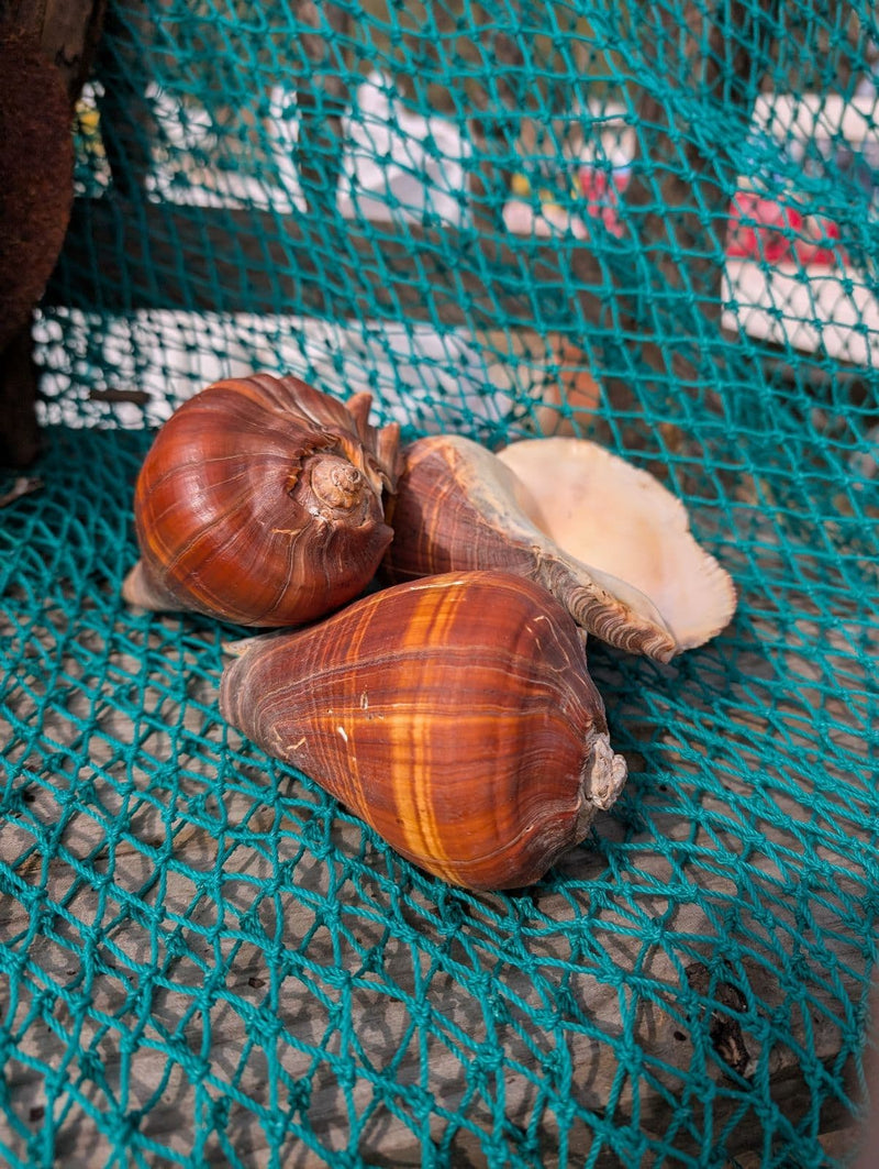 Large Fiber Pacific Crown Conch (Melongena patula) - ShellsLoving Coastal Living