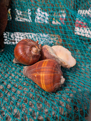 Large Fiber Pacific Crown Conch (Melongena patula) - ShellsLoving Coastal Living