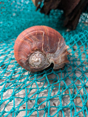 Large Fiber Pacific Crown Conch (Melongena patula) - ShellsLoving Coastal Living