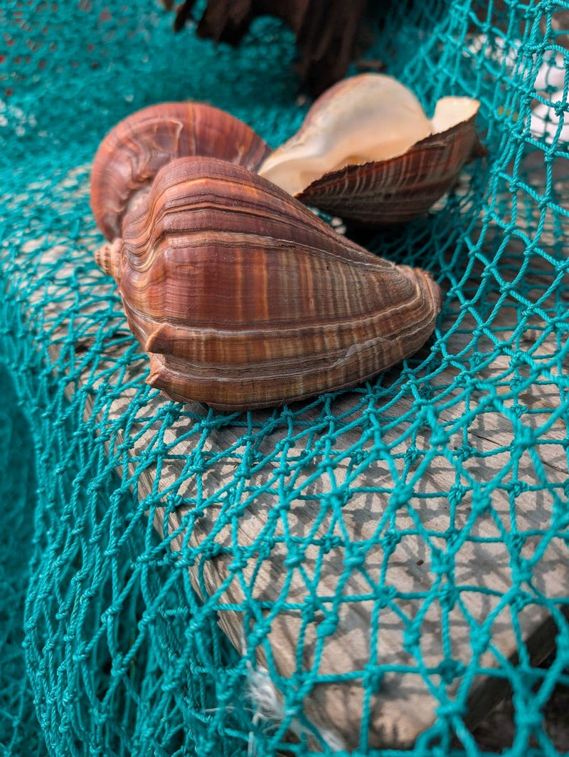 Large Fiber Pacific Crown Conch (Melongena patula) - ShellsLoving Coastal Living