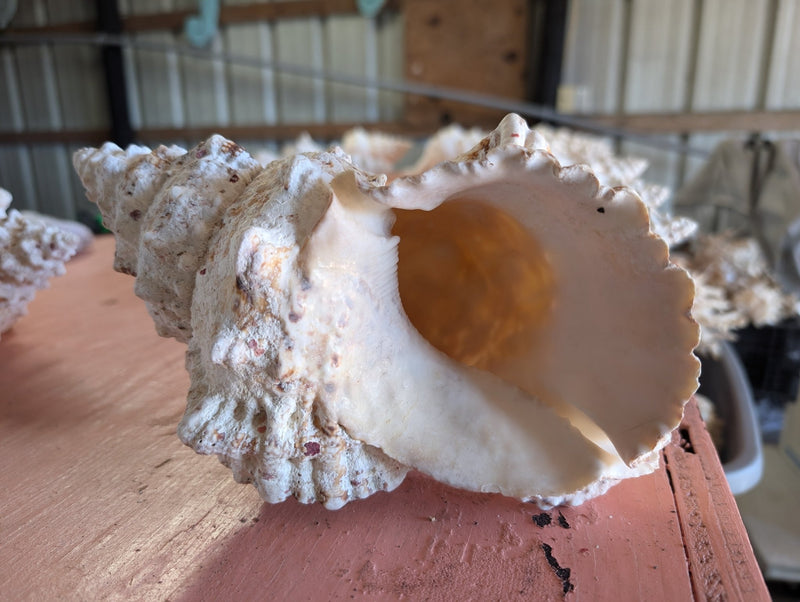 Large Frog Conch Shell 8 - 11" - ShellsLoving Coastal Living