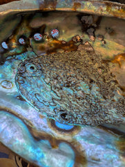 Large Green Abalone Shell - Haliotis Fulgens - Loving Coastal Living