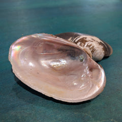 Large Mexican River Clam - Loving Coastal Living