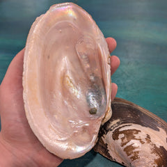 Large Mexican River Clam - Loving Coastal Living