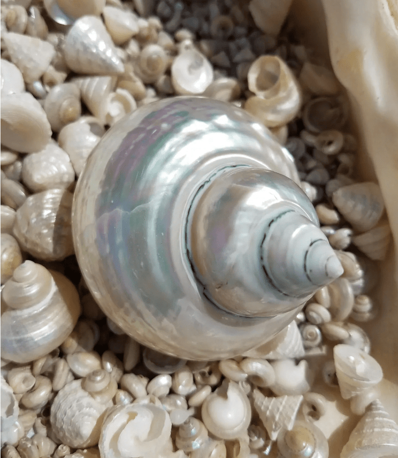 Large Pearl Jade Turbo Shell - Loving Coastal Living