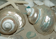 Large Pearl Jade Turbo Shell - Loving Coastal Living