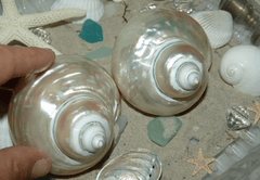 Large Pearl Jade Turbo Shell - Loving Coastal Living