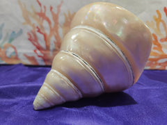 Large Pearl Trochus - ShelllsLoving Coastal Living