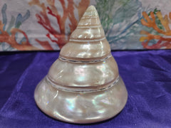 Large Pearl Trochus - ShelllsLoving Coastal Living