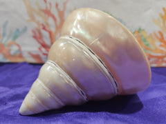 Large Pearl Trochus - ShelllsLoving Coastal Living