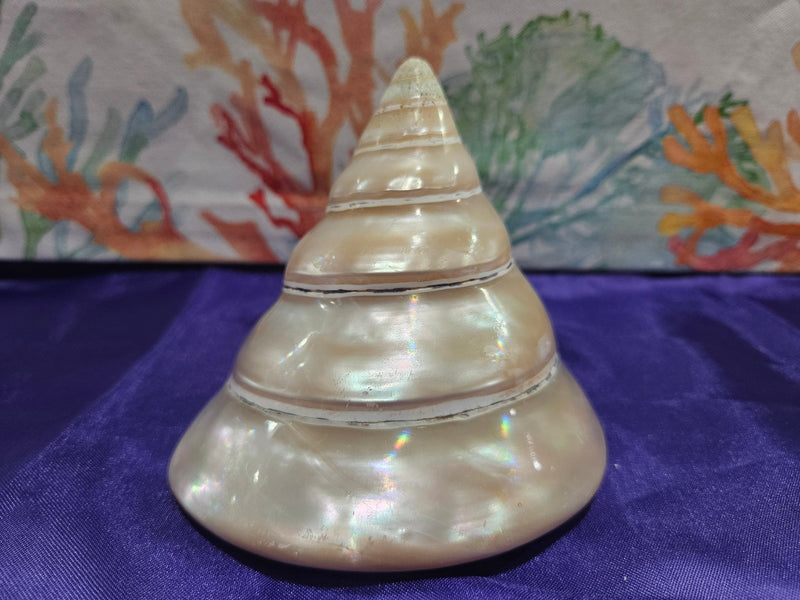 Large Pearl Trochus - ShelllsLoving Coastal Living