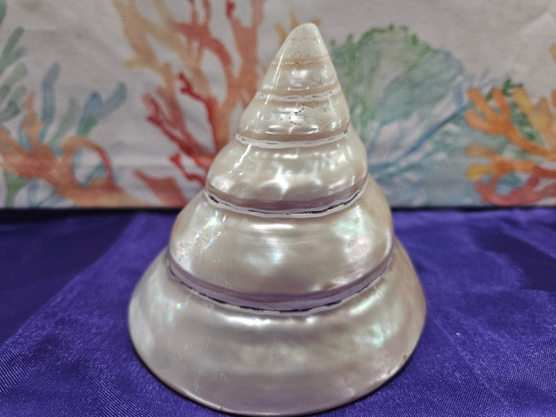 Large Pearl Trochus - ShelllsLoving Coastal Living