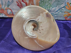 Large Pearl Trochus - ShelllsLoving Coastal Living