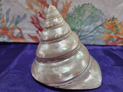 Large Pearl Trochus - ShelllsLoving Coastal Living