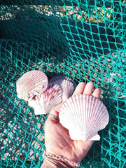 Large Purple Scallop Shell 3.5 - 4