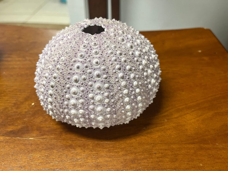 Large Purple Urchin 4 - 5" diameter - Loving Coastal Living