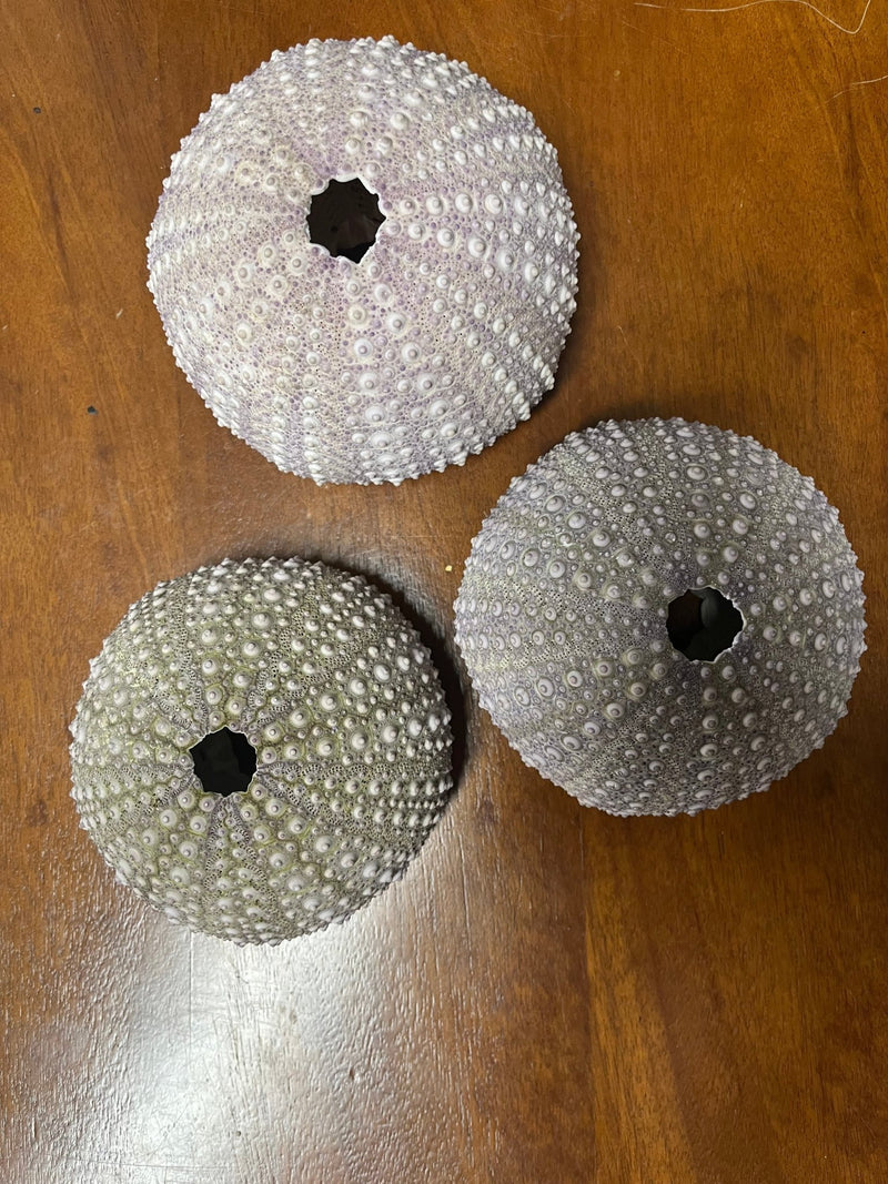 Large Purple Urchin 4 - 5" diameter - Loving Coastal Living