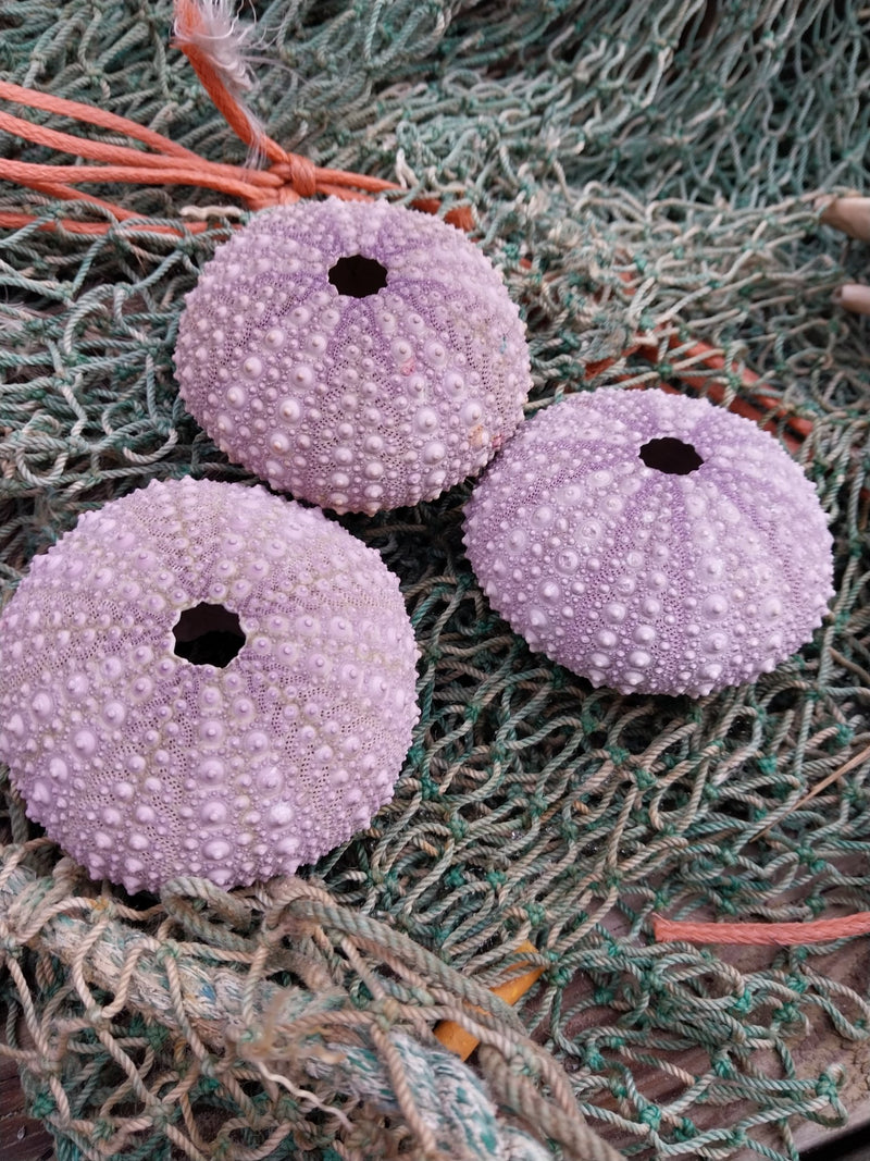 Large Purple Urchin - Red sea urchin (Mesocentrotus franciscanus) - Loving Coastal Living