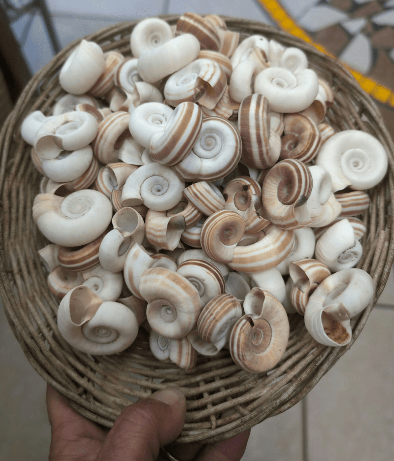 Large Rams Horn Shell - Loving Coastal Living