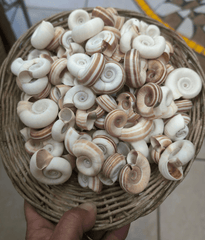 Large Rams Horn Shell - Loving Coastal Living