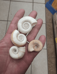 Large Rams Horn Shell - Loving Coastal Living