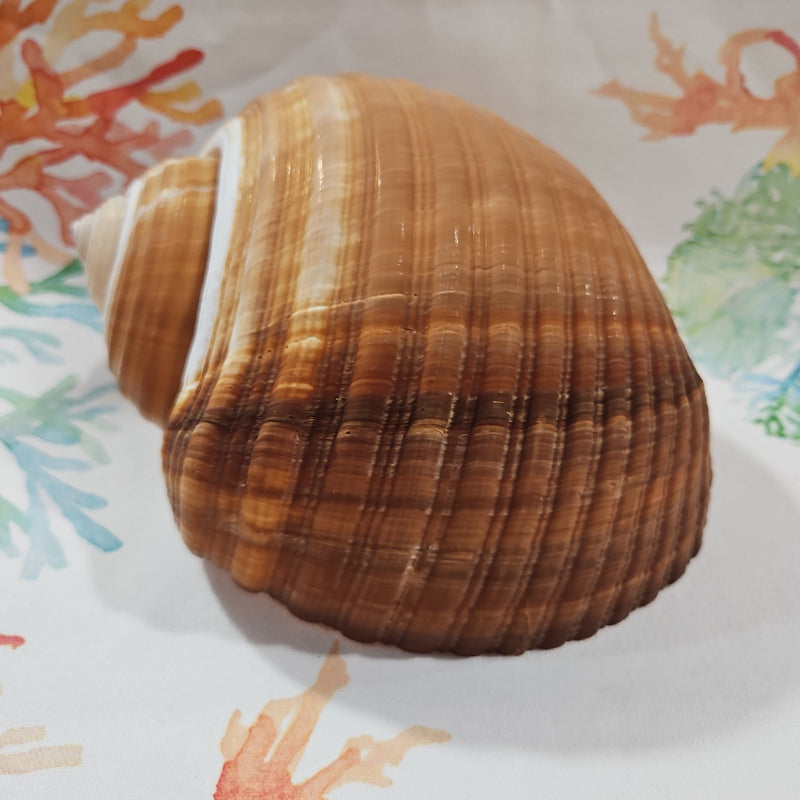 Large Tonna Shell – Natural Sea Shell for Coastal Decor & Collectors (7 - 8") - ShelllsLoving Coastal Living