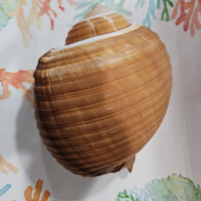 Large Tonna Shell – Natural Sea Shell for Coastal Decor & Collectors (7 - 8") - ShelllsLoving Coastal Living