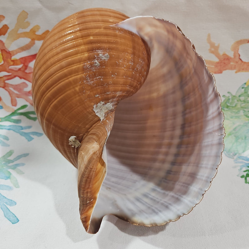 Large Tonna Shell – Natural Sea Shell for Coastal Decor & Collectors (7 - 8") - ShelllsLoving Coastal Living