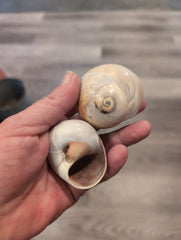 Large Whales Eye Snail Shells - ShellsLoving Coastal Living