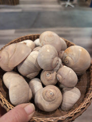 Large Whales Eye Snail Shells - ShellsLoving Coastal Living
