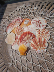 Lentigious Pecten Coral Scallop Shells - Loving Coastal Living