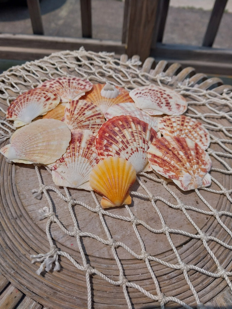 Lentigious Pecten Coral Scallop Shells - Loving Coastal Living