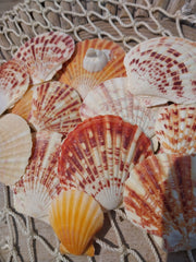 Lentigious Pecten Coral Scallop Shells - Loving Coastal Living