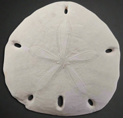 Leodia Sexiesperforata Six Hole Keyhole Sand Dollar 5.5 - ShelllsLoving Coastal Living