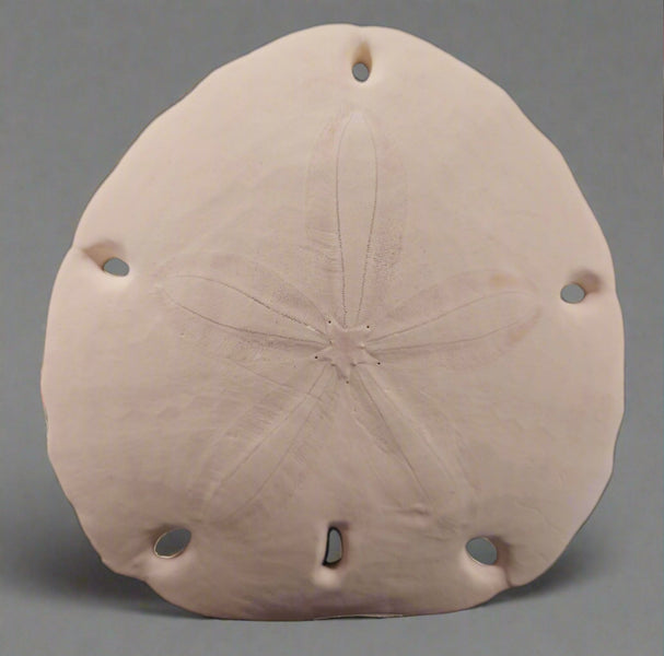 Encope Micropora Six Hole Keyhole Sand Dollar 6
